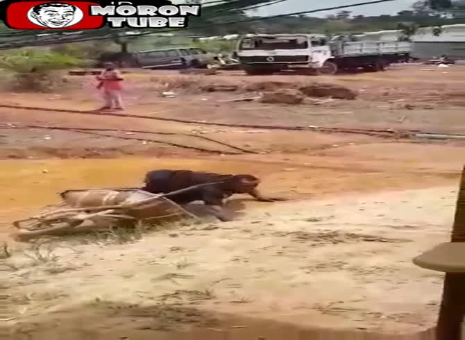 Video :Gabon - a drunk driver nearly passes out from his own wheelbarrow